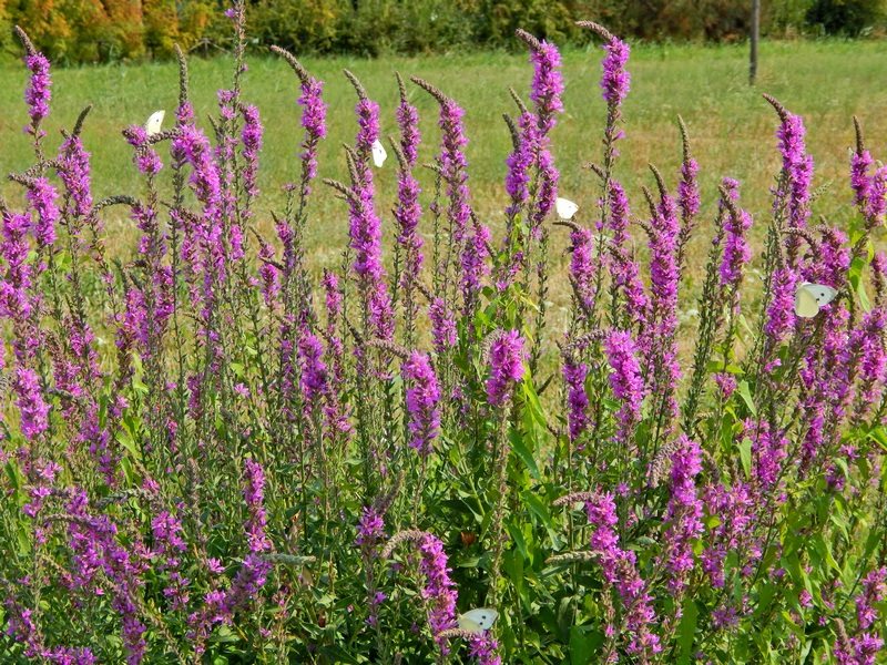 Fiore lacustre - Lythrum salicaria
